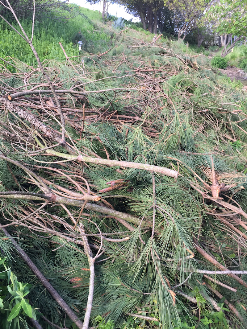 pile of pine trees in yard.jpg
