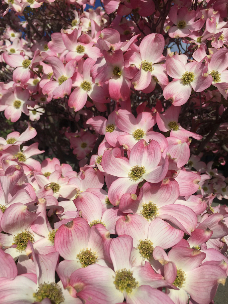 pink dogwood in bloom.jpg