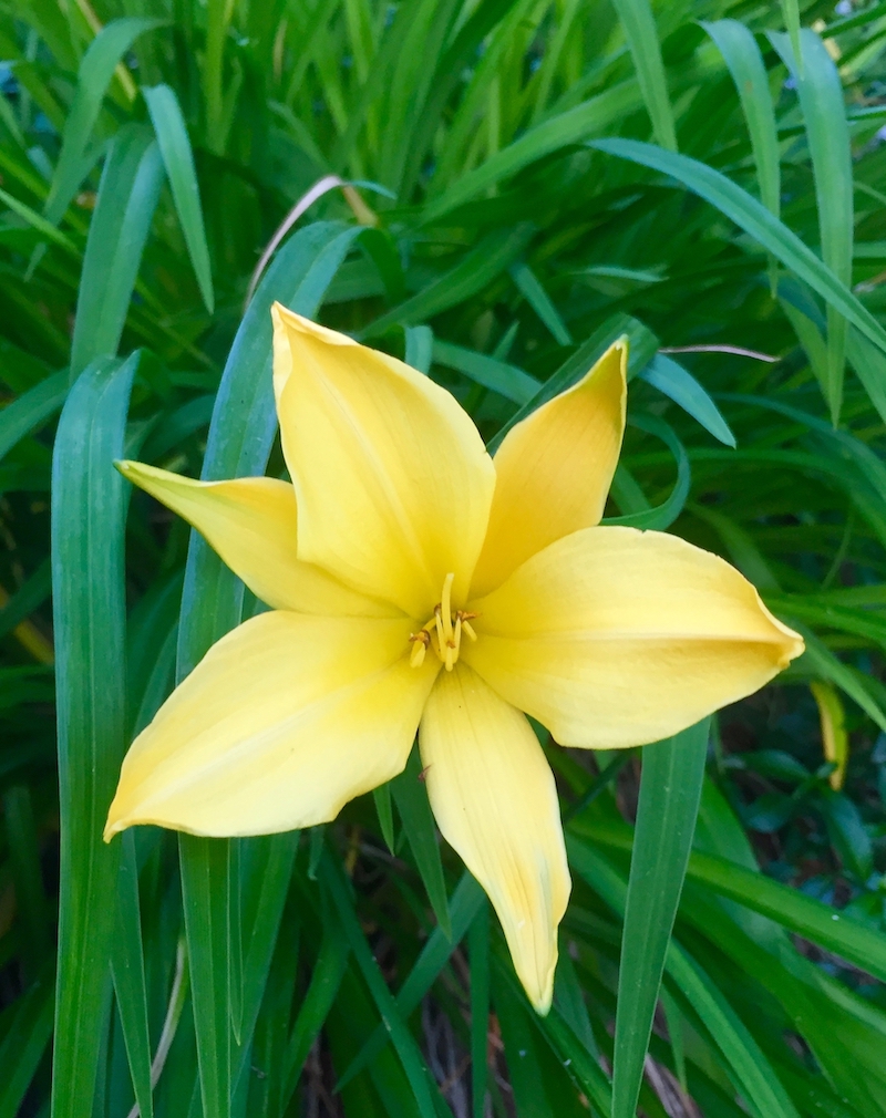 yellow daylily.jpg