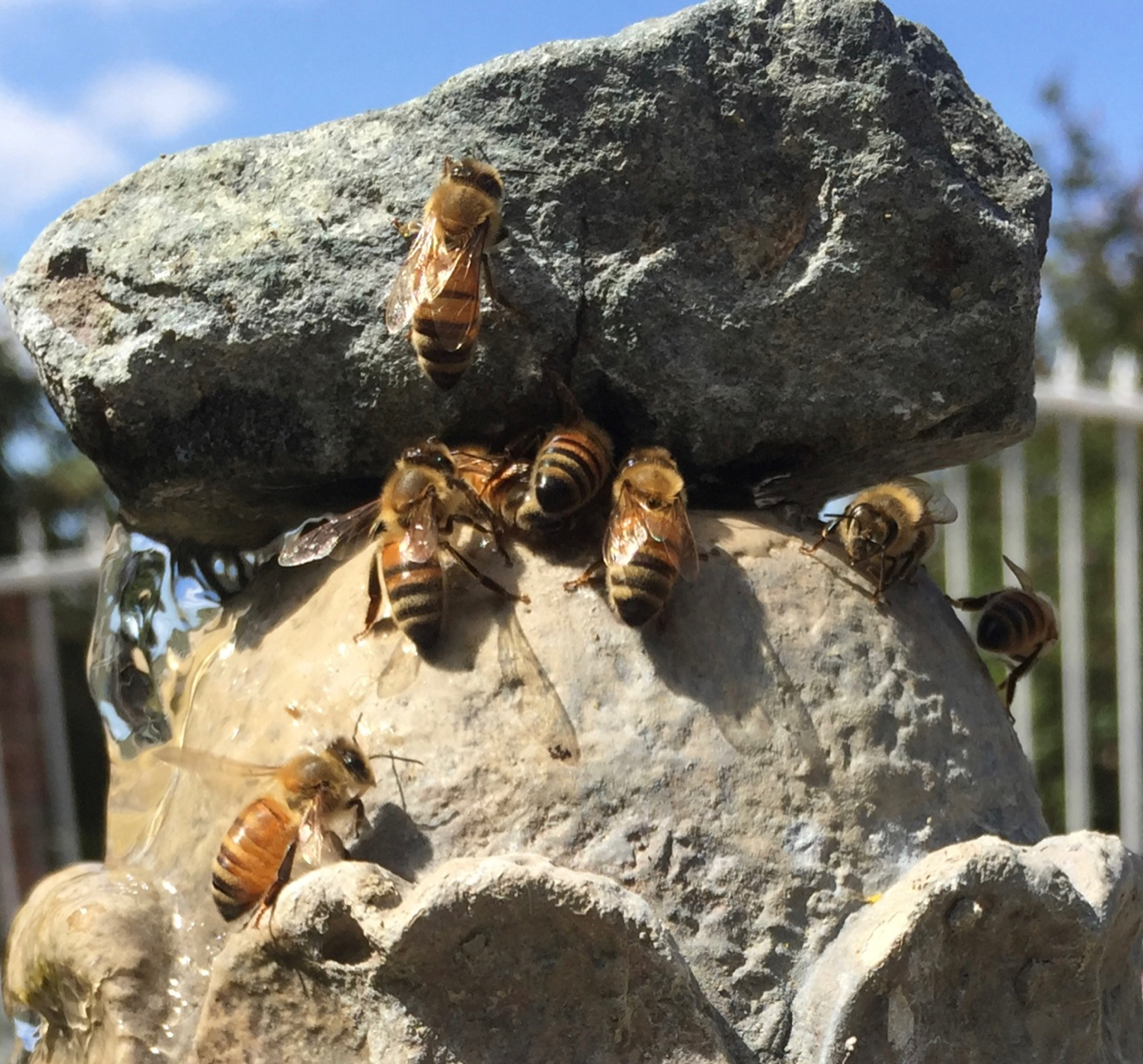 bees drinking water from a fountain.jpg