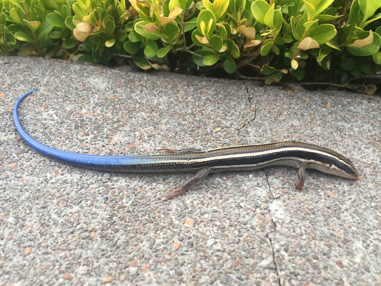 blue tailed lizard-skink.jpg