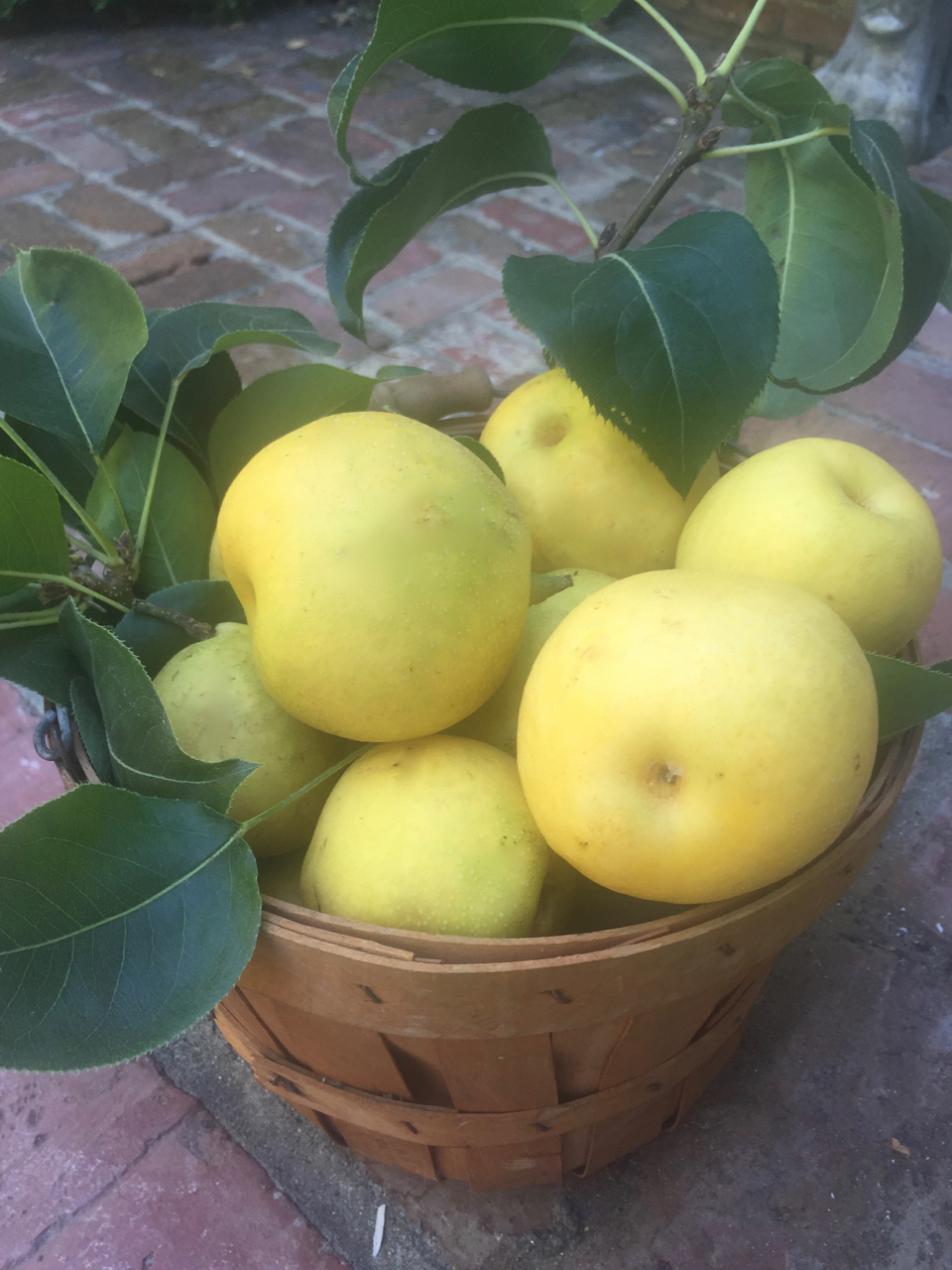 Asian pears.jpg