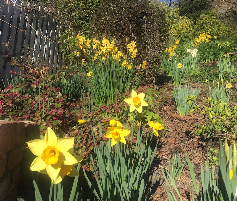 daffodils (1).jpg