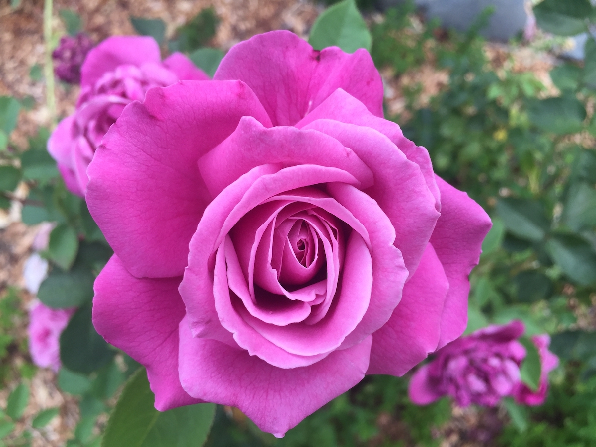 magenta rose.jpg
