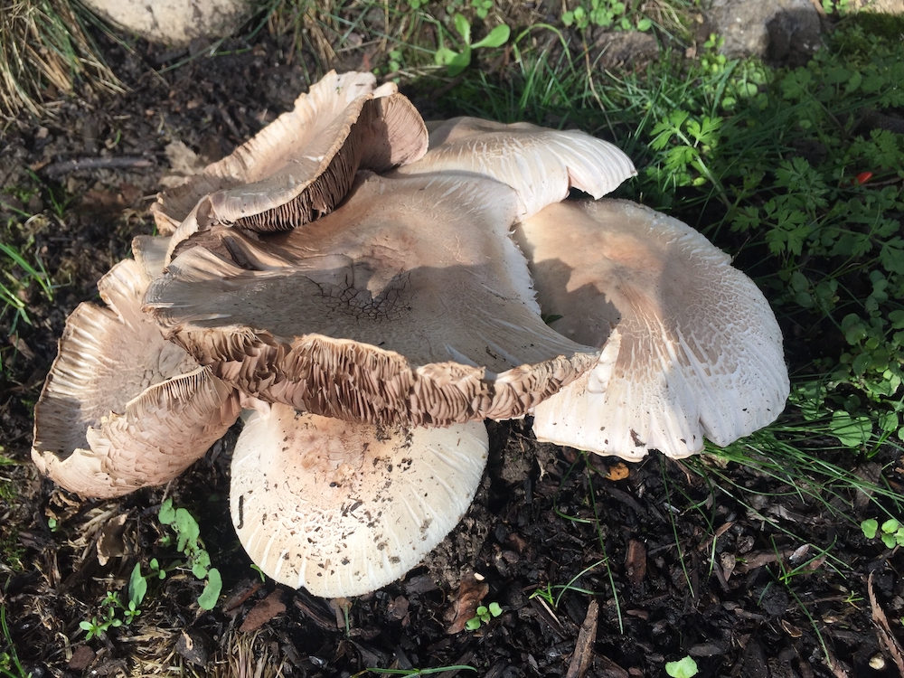 mushrooms on lawn (1).jpg