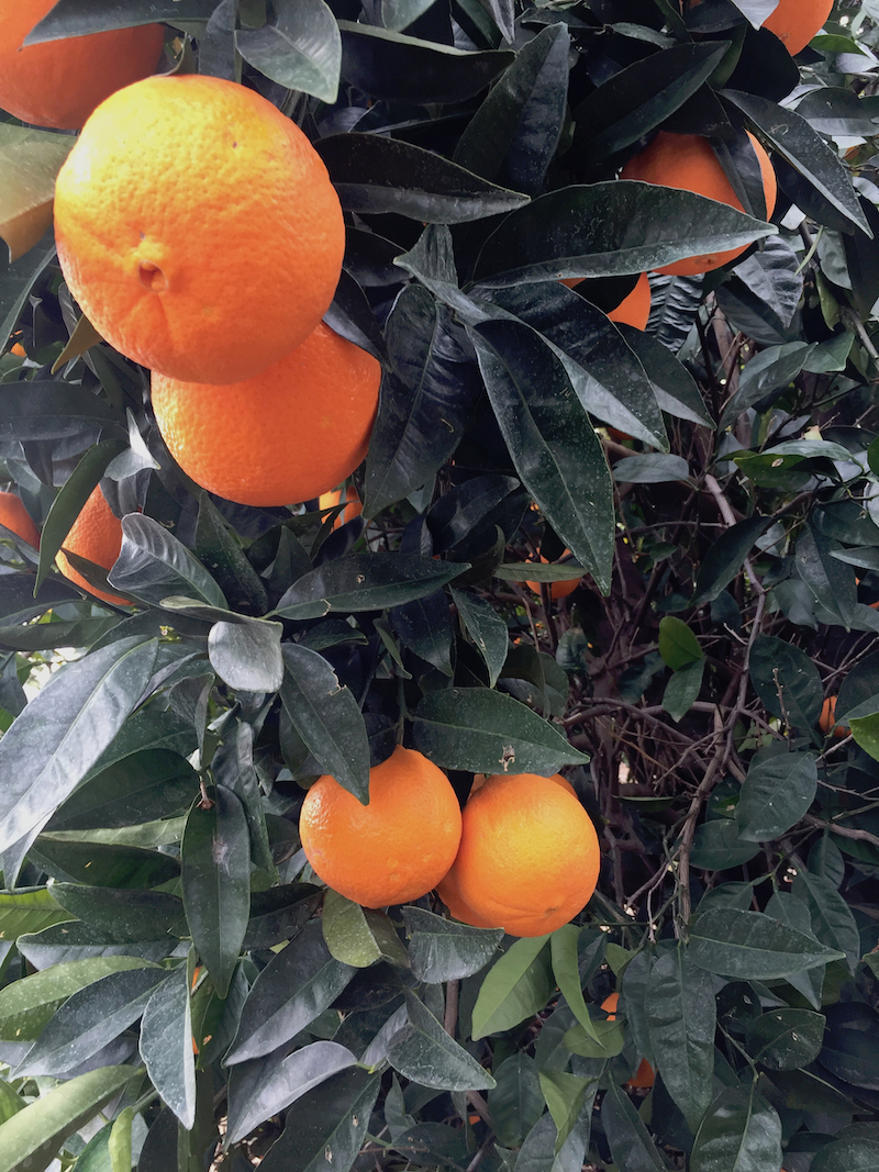 oranges on tree.jpg