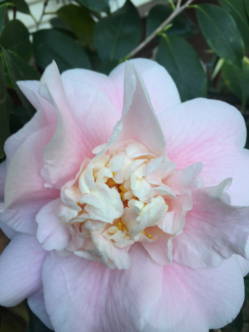 blush camellia.jpg