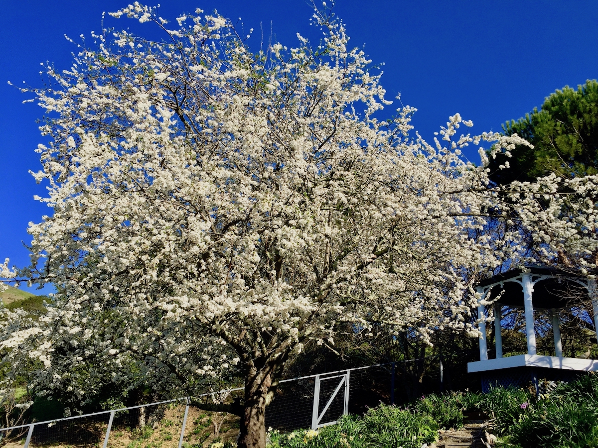 Cherry Plum tree in bloom.jpg