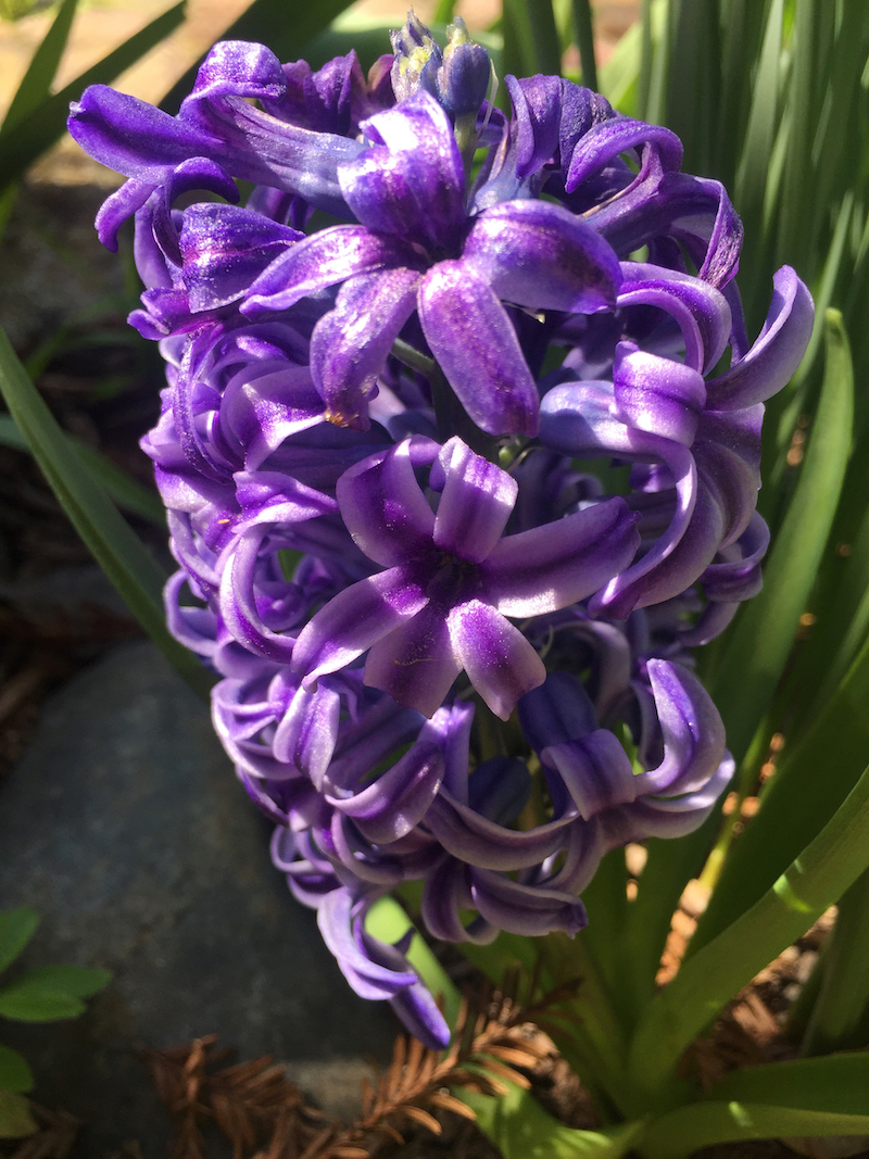 purple hyacinth.jpg