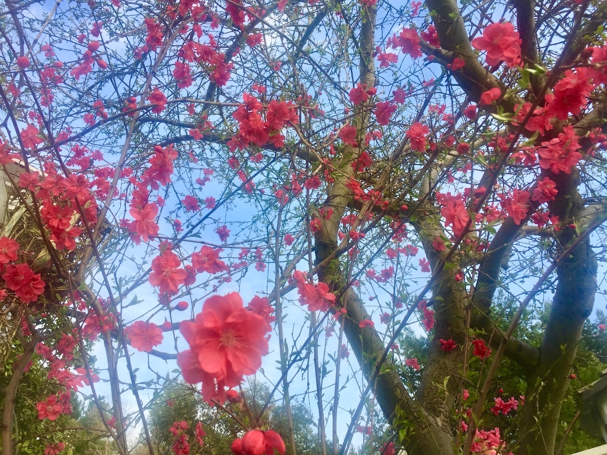 flowering peach in bloom.jpg