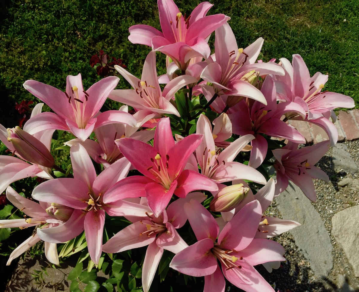 asian lilies, pink, full bloom.jpg