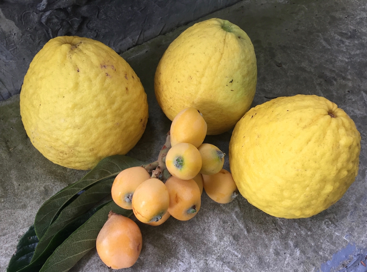 ciron lemons, loquats (1).jpg