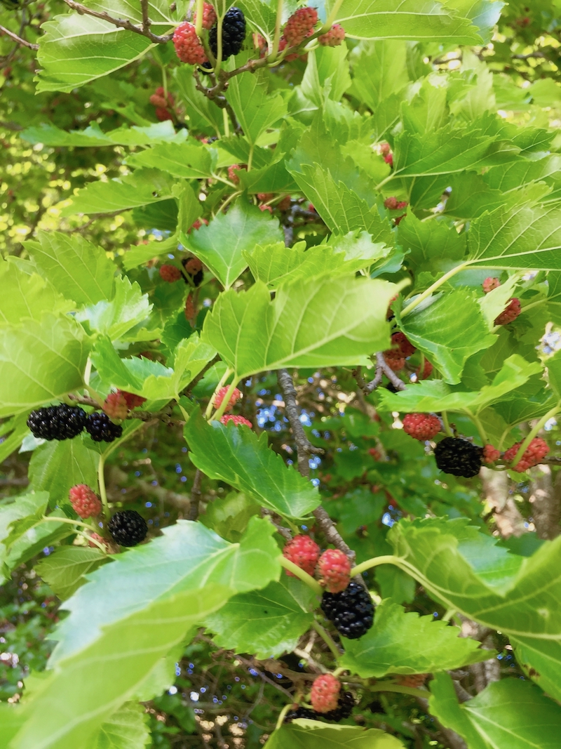 mulberries close up.jpg