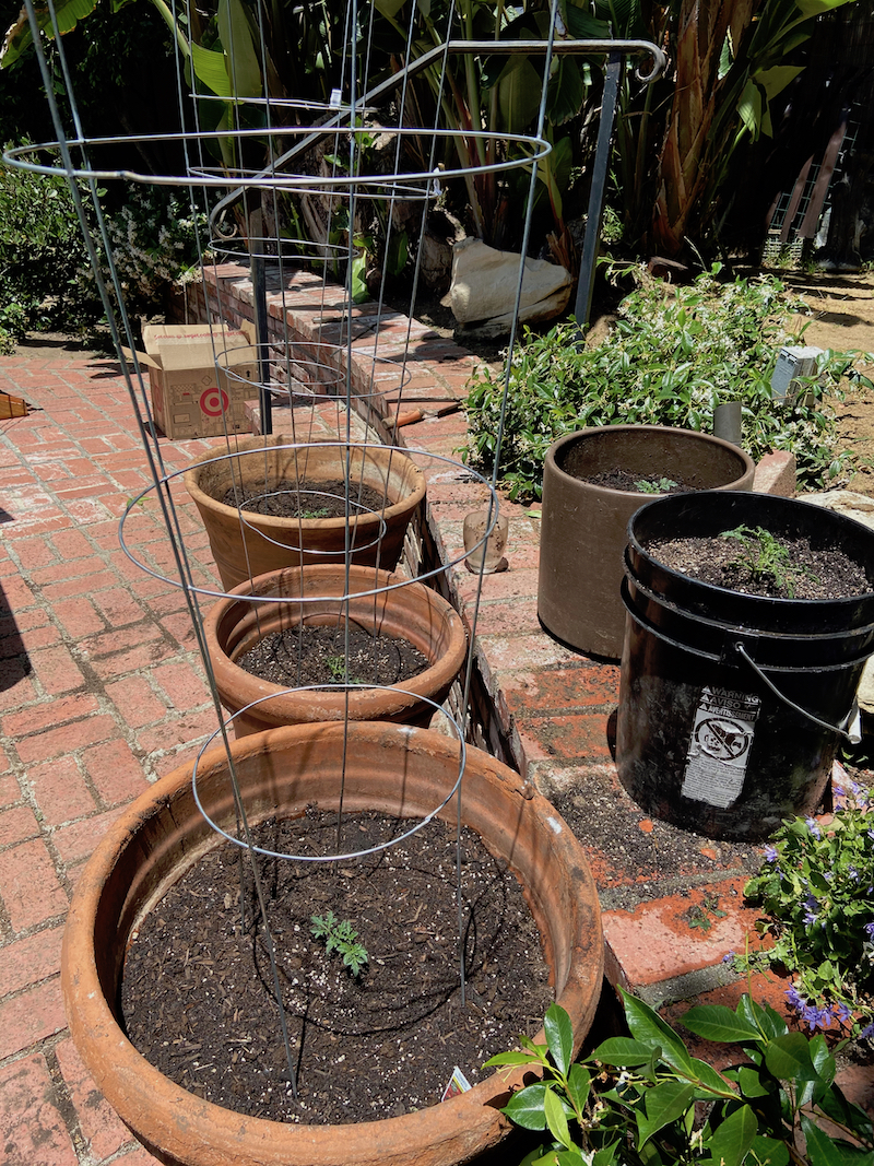 tomatoes planted in pots.jpg