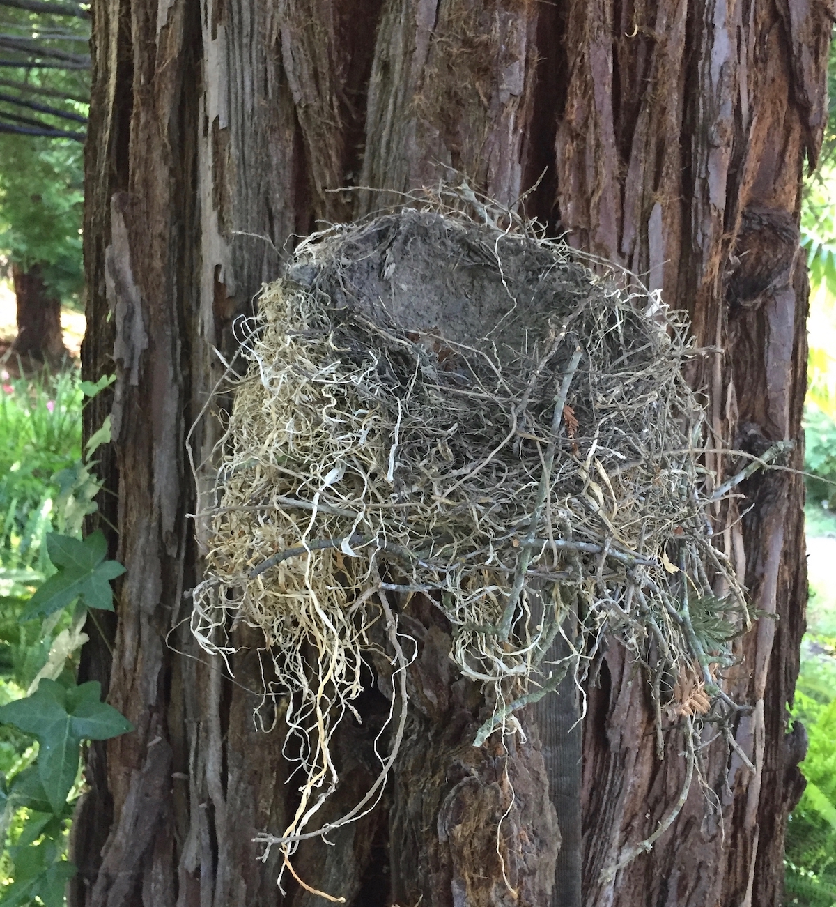 birds nest on staghorn fern.jpg