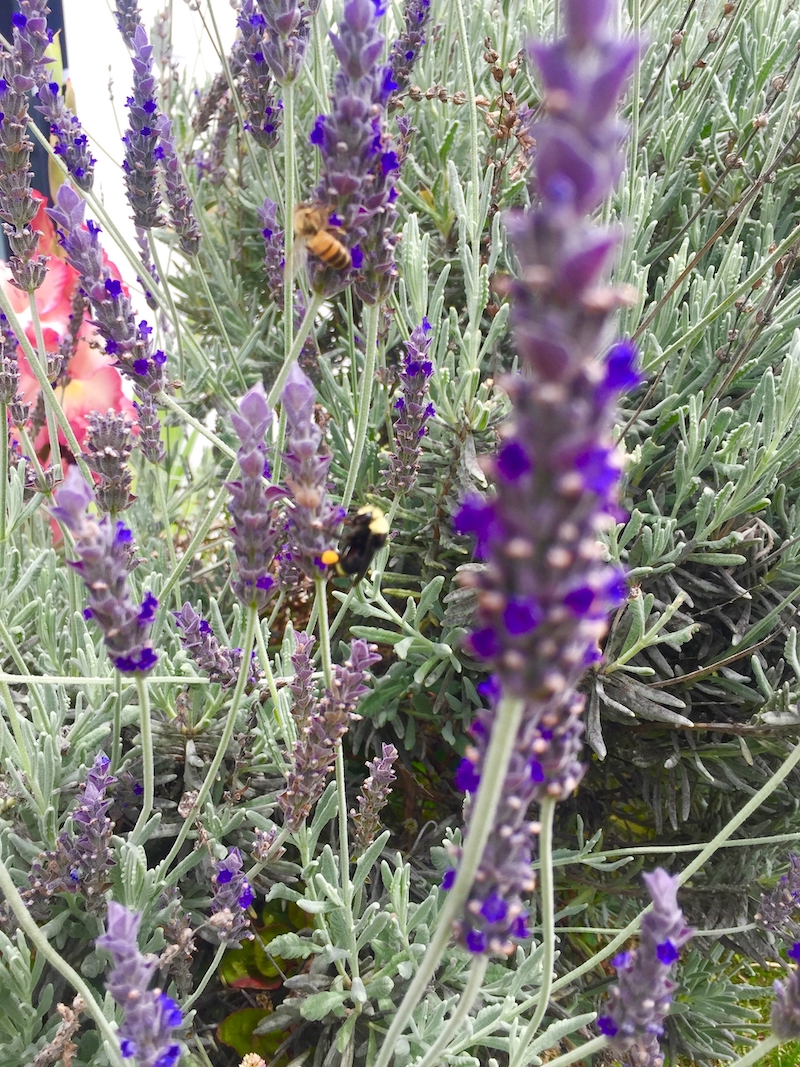 Bumblebee,hover fly-lavender.jpg