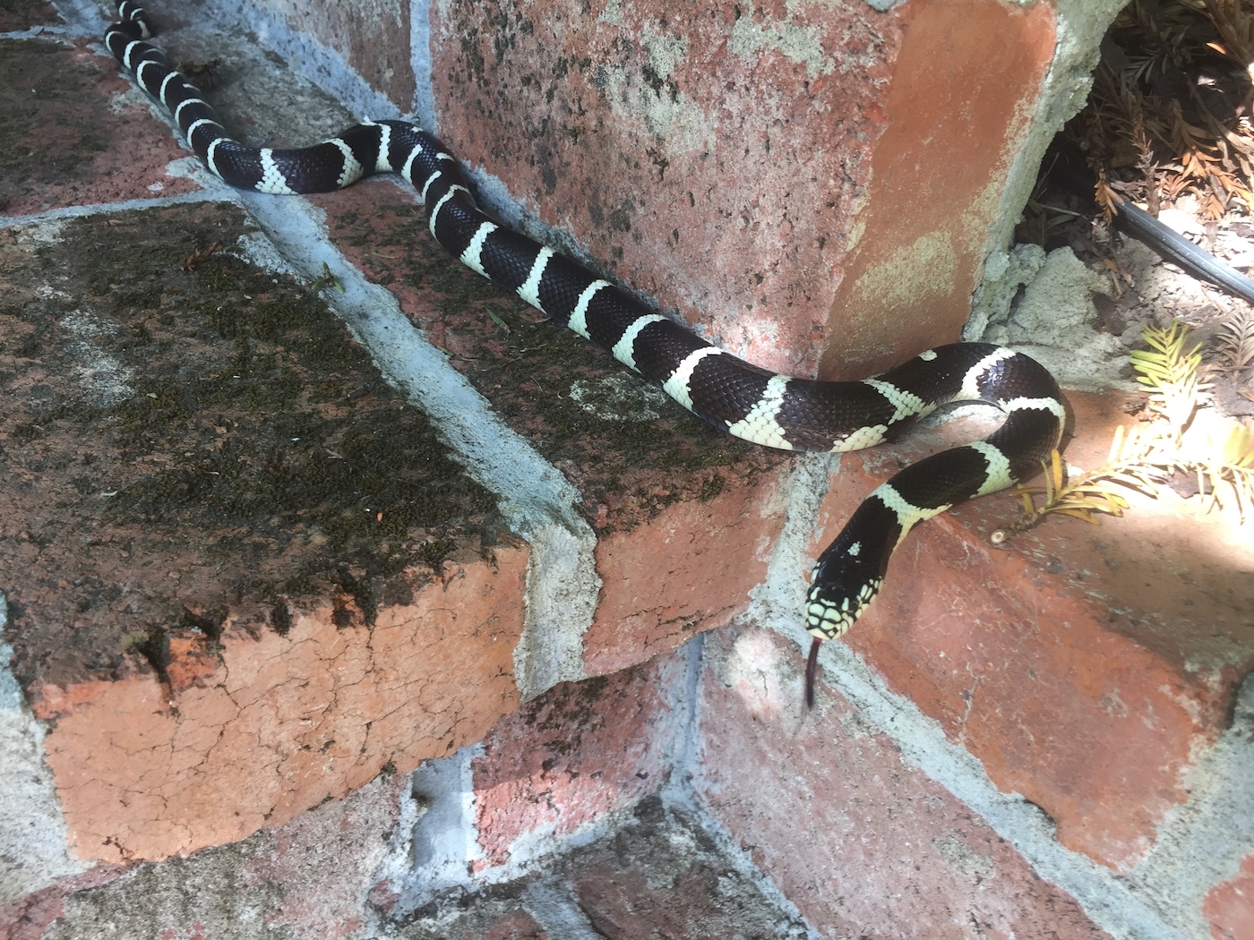 king snake in garden.jpg