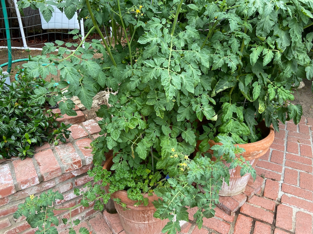 tomatoes in pots with parsley, basil (1).jpg