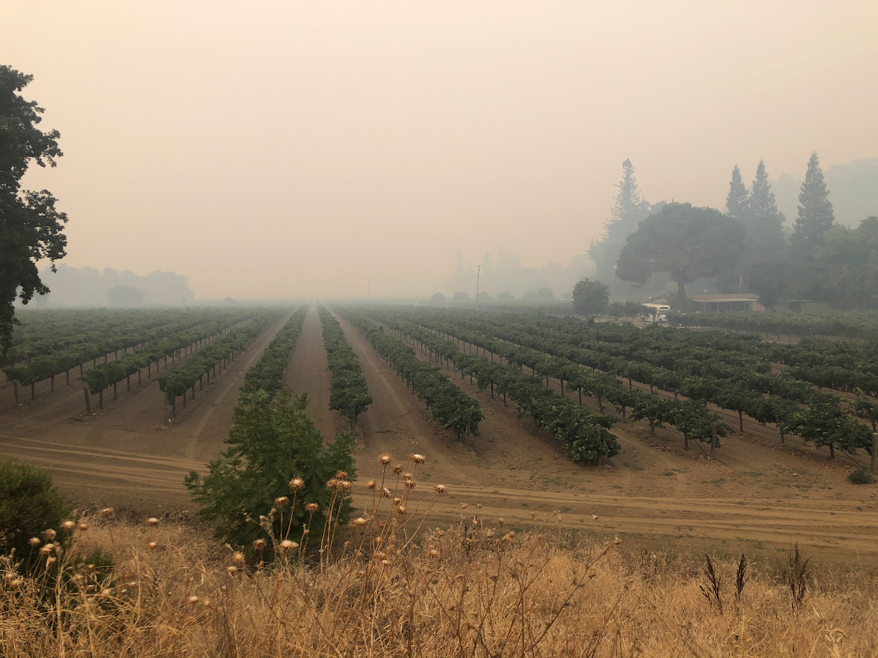 AUGUST 20, 2020 Lake David fire.jpeg