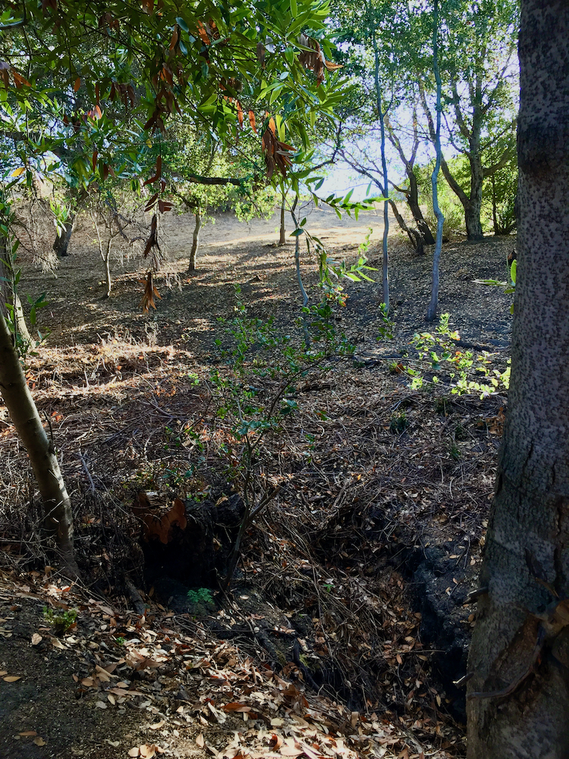 Clear brush and trees.jpeg