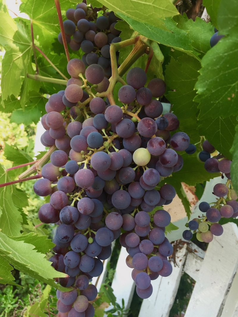 rieber grapes.jpg