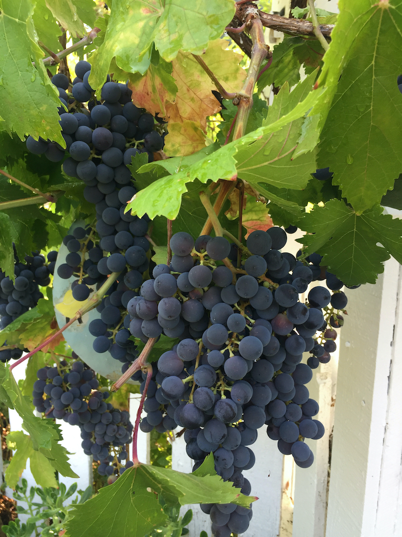 Ripe rieber grapes.jpeg