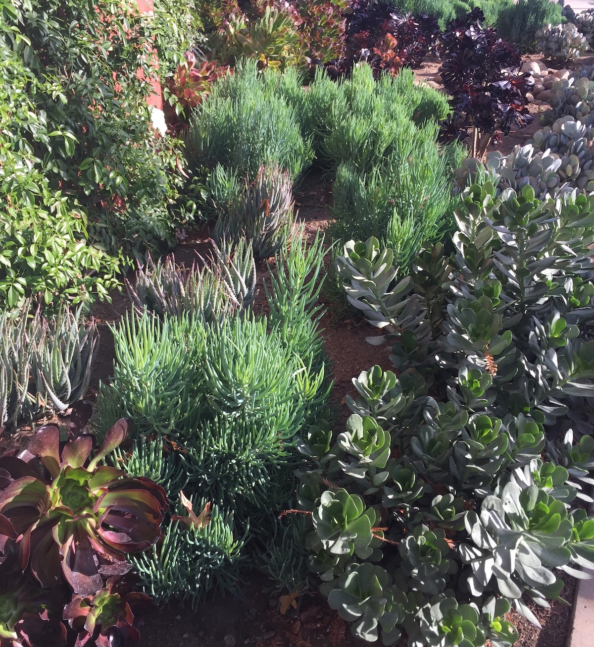 succulent garden 2.jpg