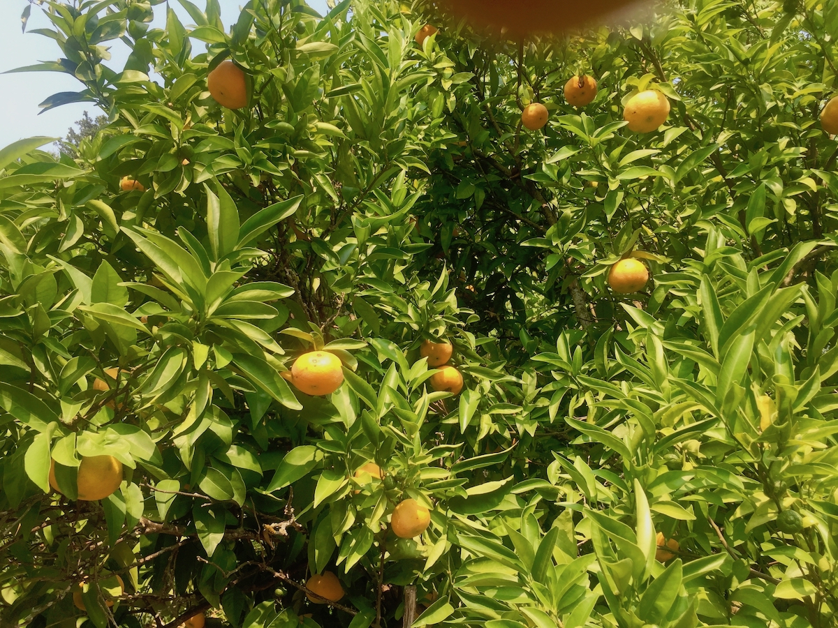 tangerine tree.jpg