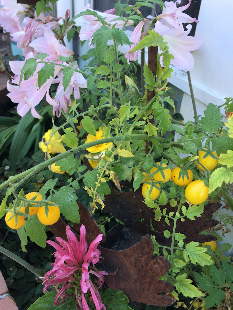 tomatoes growing with amaryllis belladona and jacobinia.jpeg