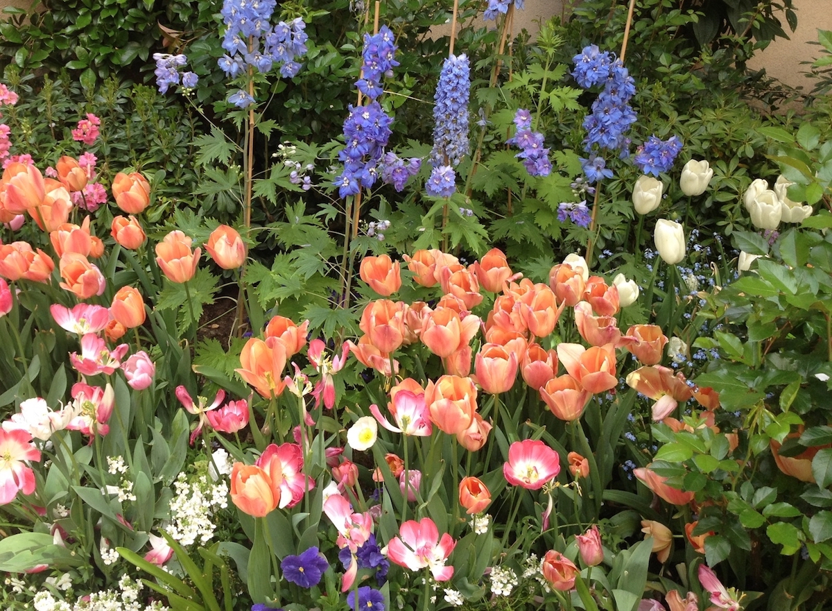 tulips, pansies,delphiniumm.jpg