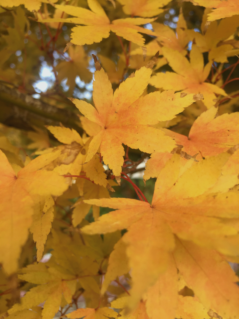close up-yellow japaenese maple-fall.jpeg