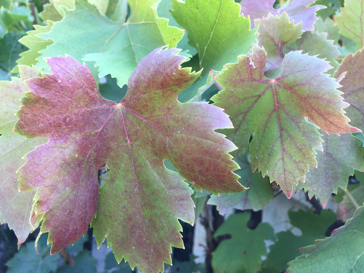 Grape leaves turning color.jpeg