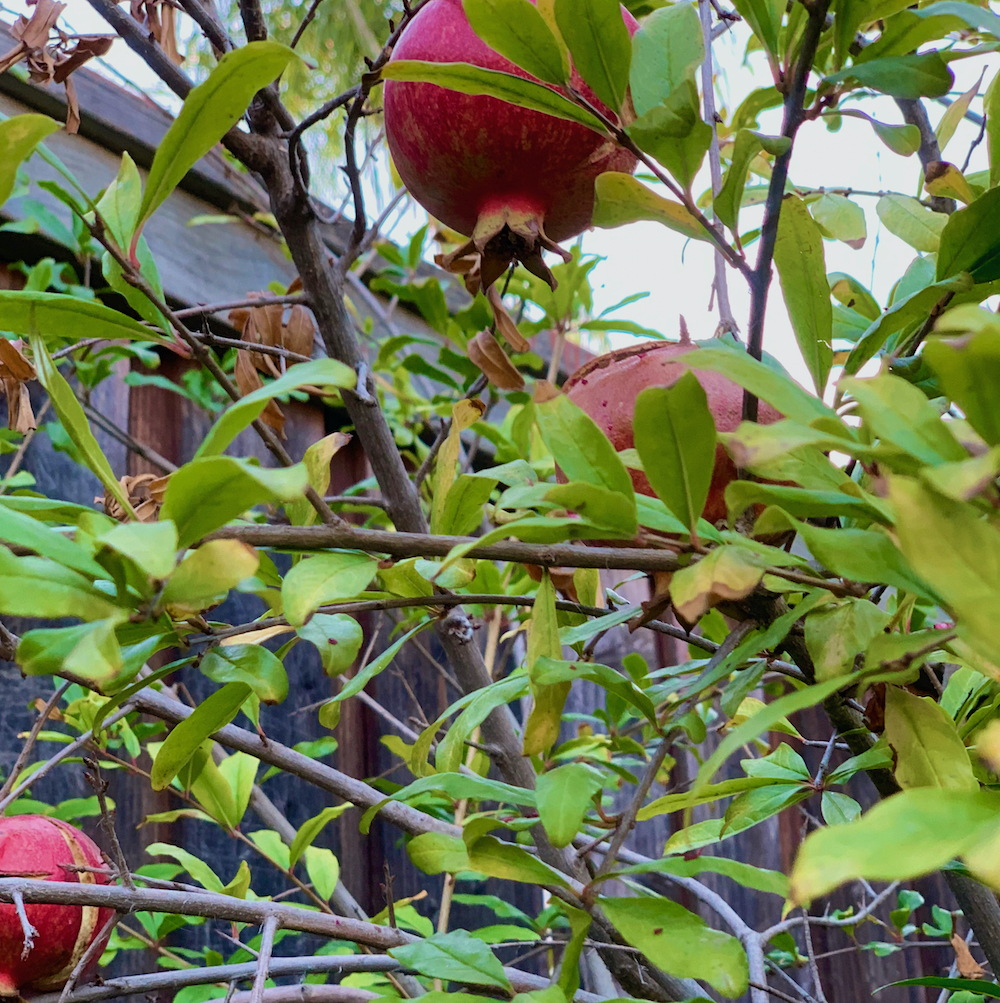 pomegranates on tree.jpeg