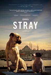 Stray * Brilliant Documentary That Makes You See The Value Of Stepping Up For What You Believe In
