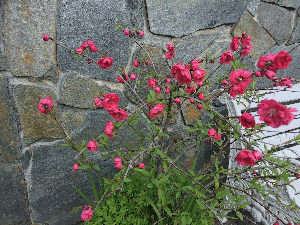 flowering peach blossoms.jpeg