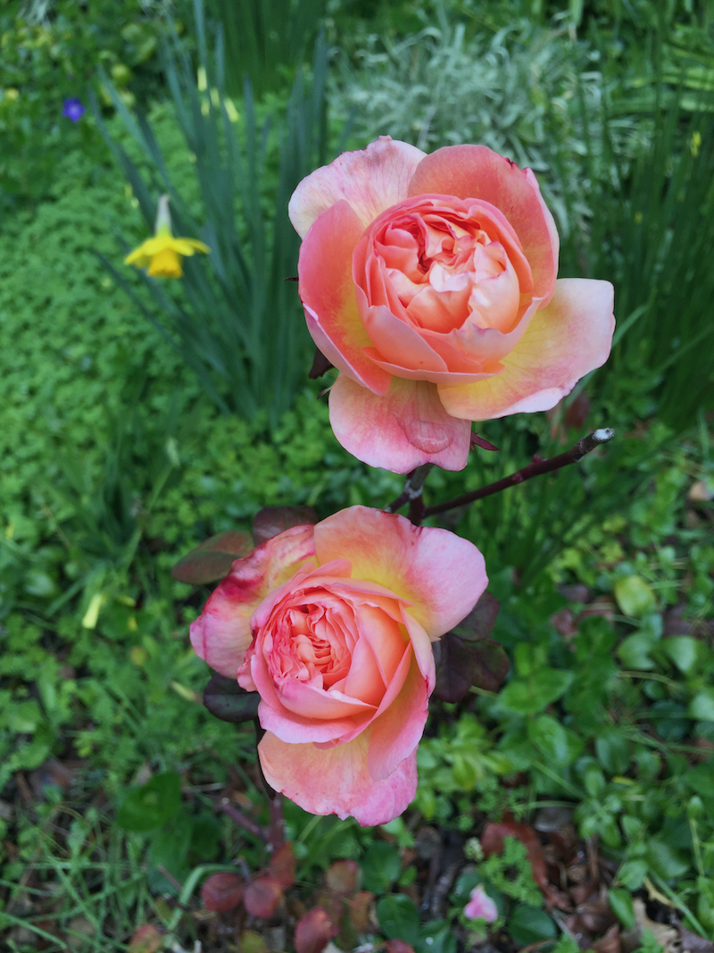 Lady Hamilton rose, David Austin.jpeg