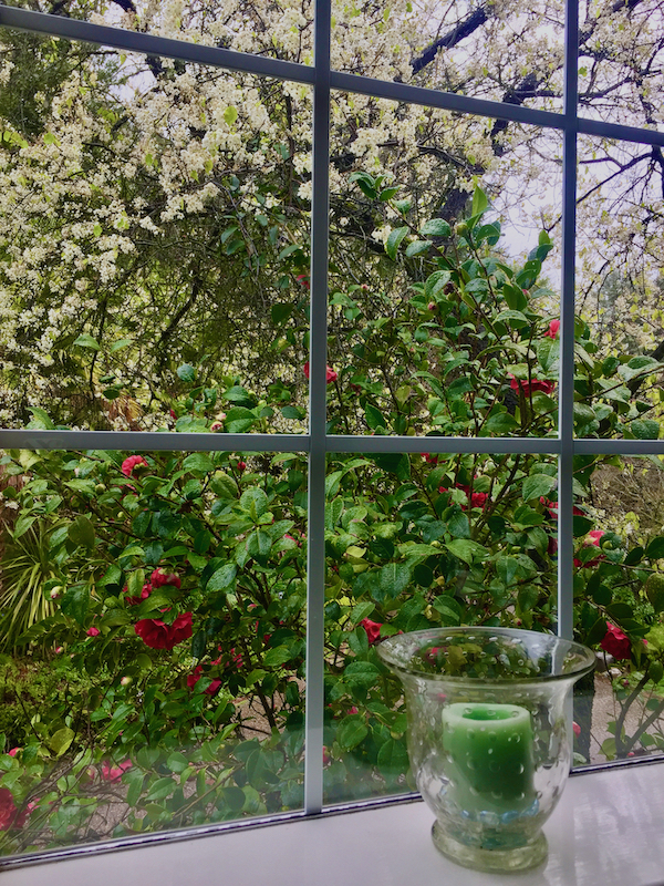 looking out window to pear and camellia.jpeg