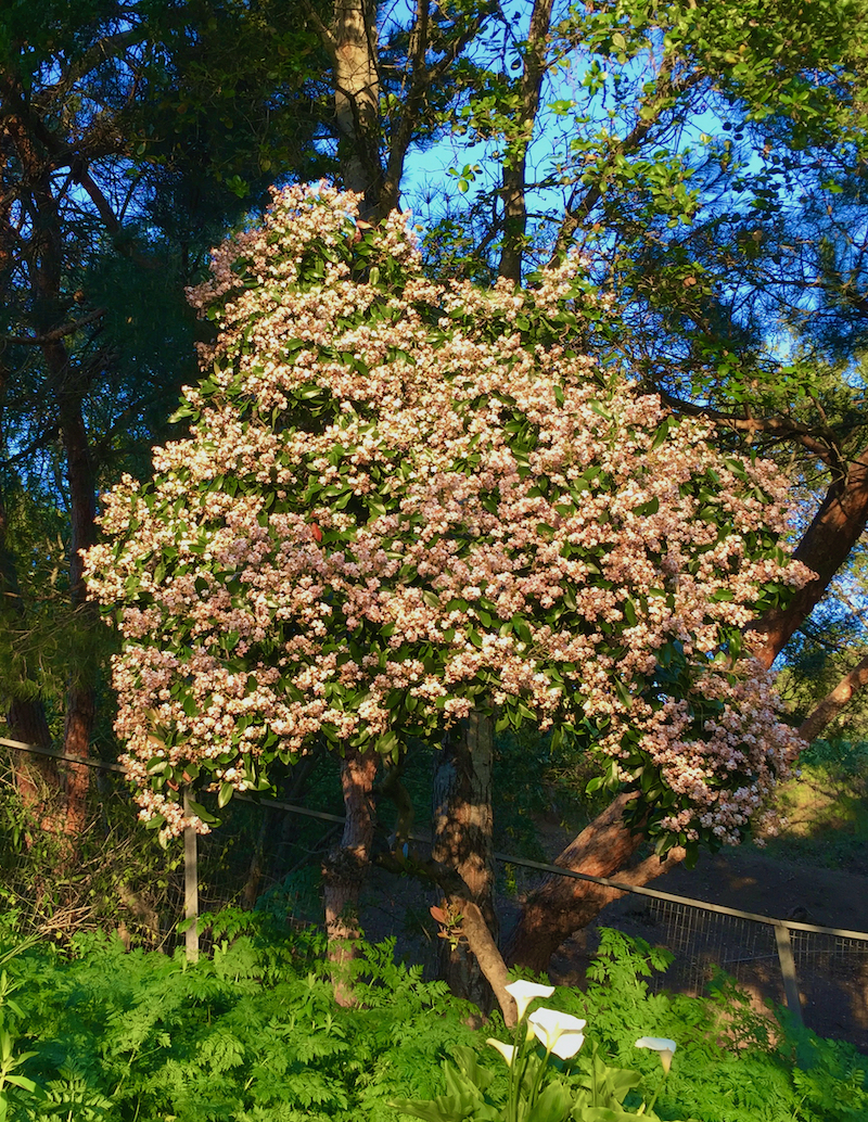 new zealand hawthorn in bloom, callas.jpeg