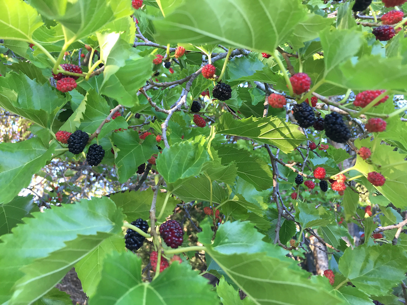 mulberries.jpeg