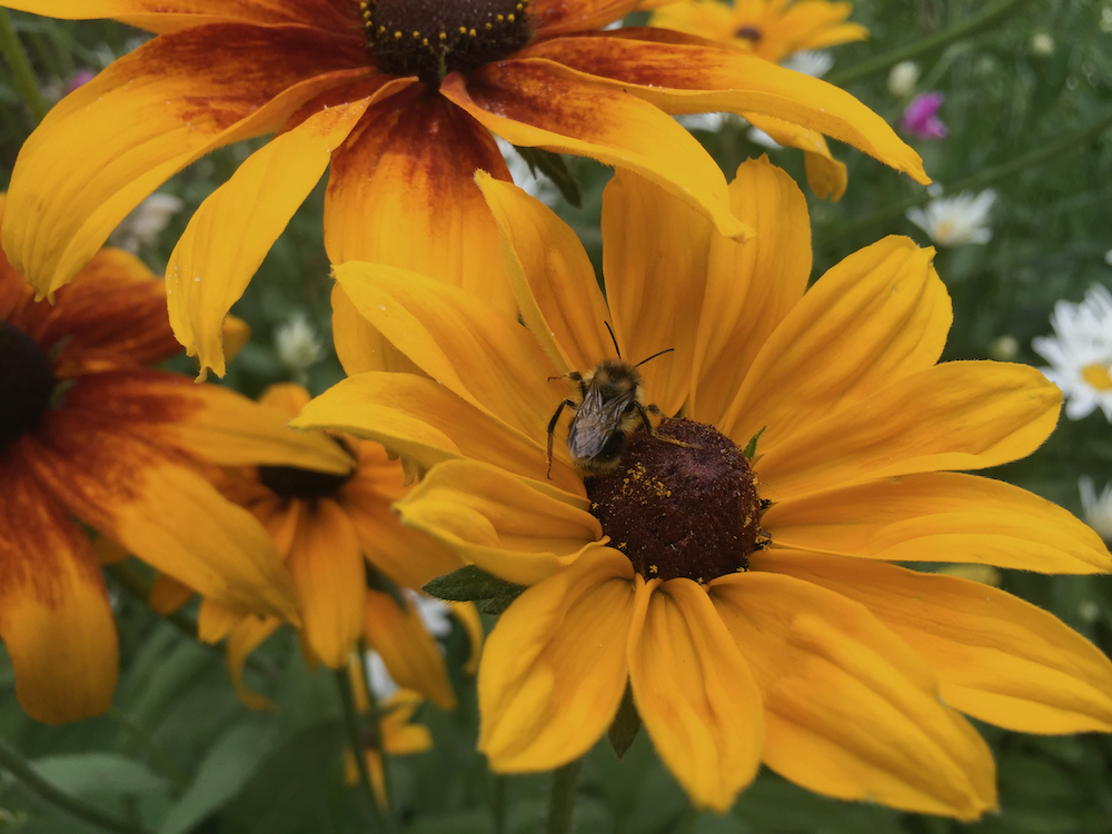bee-blackeyed susan.jpeg