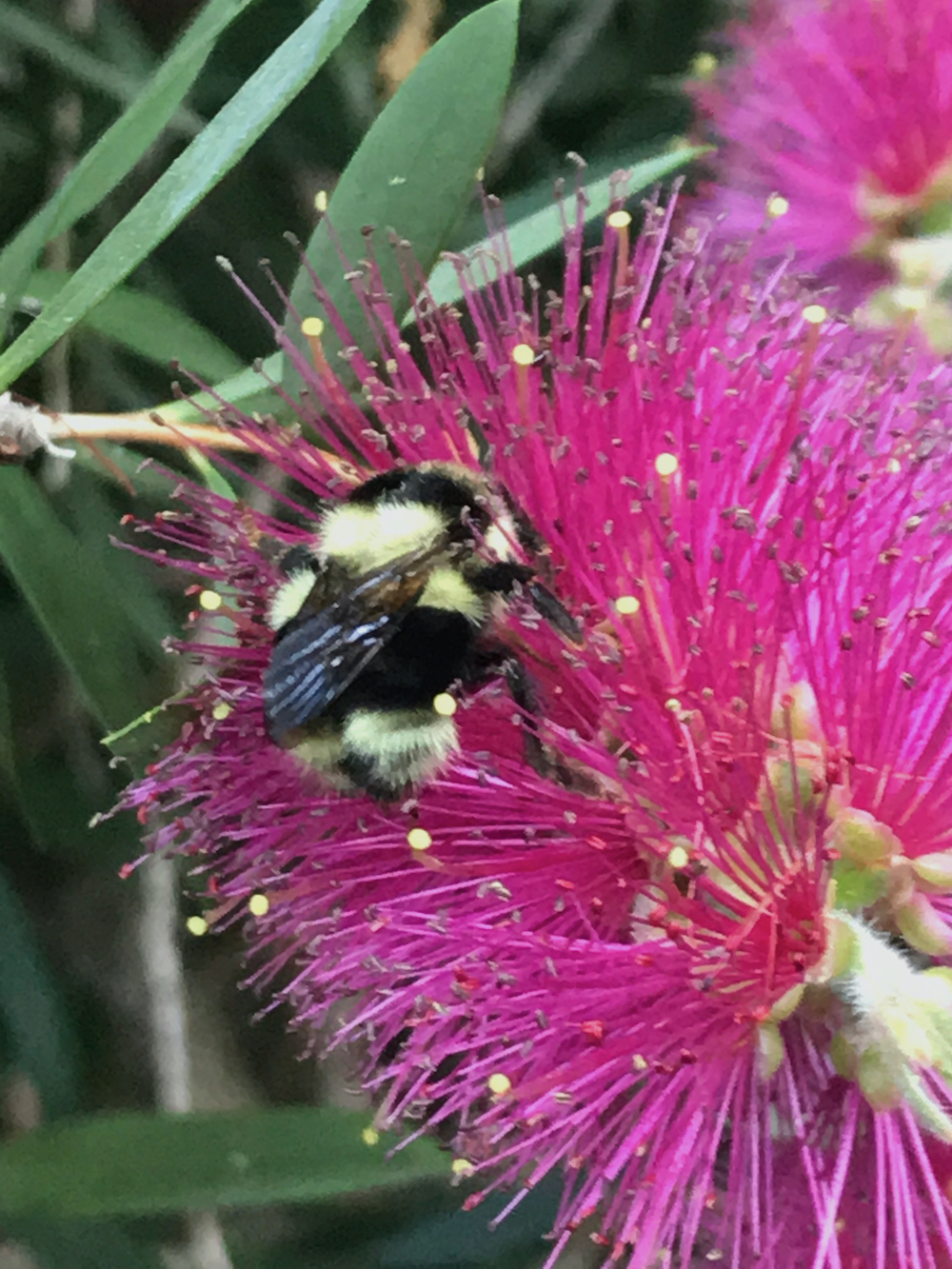 bumblebee on bottlebrush.jpeg