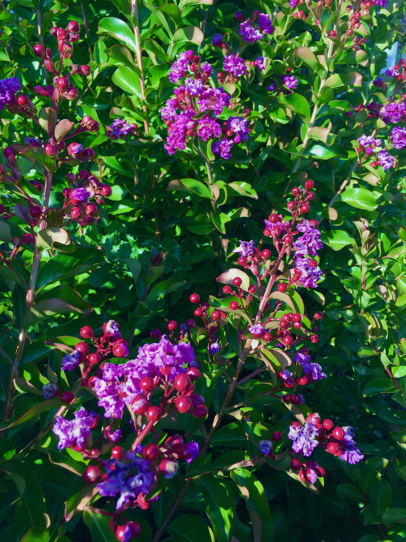crape myrtle-purple shrub .jpeg