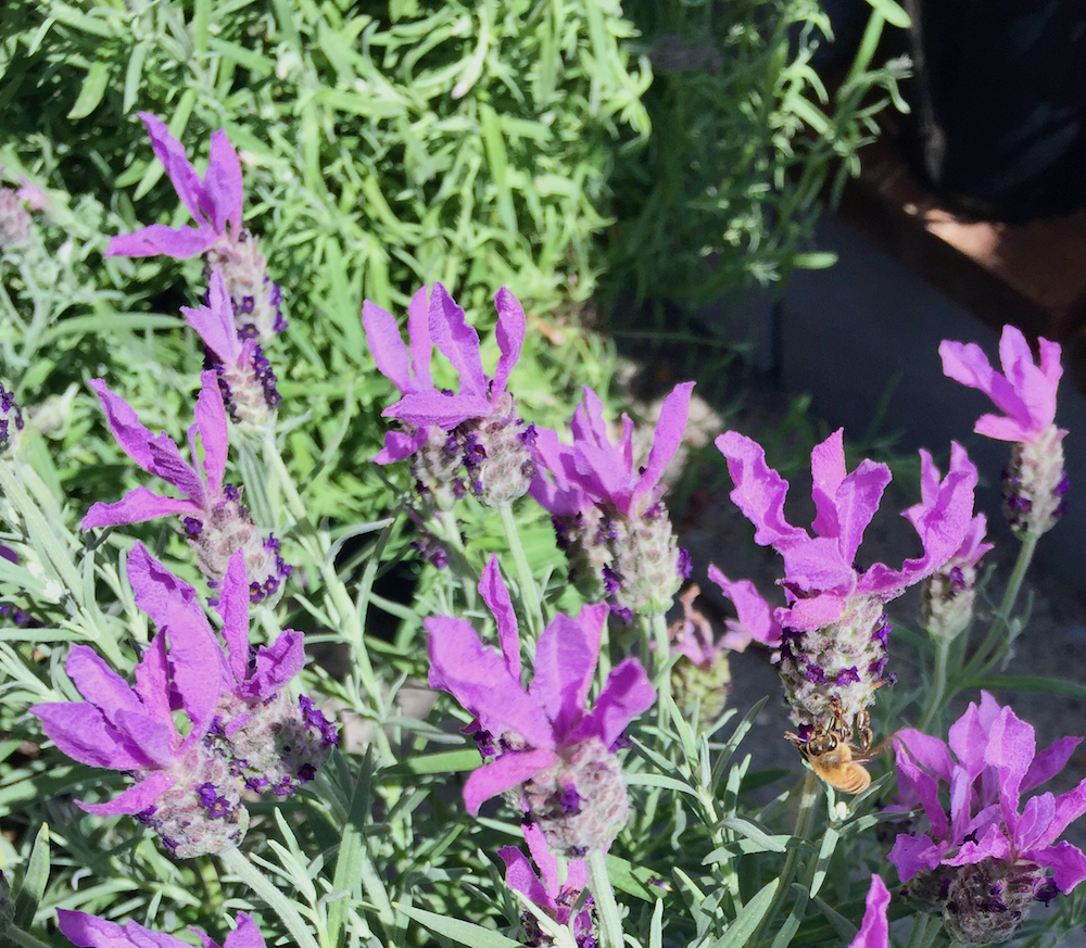 lavender and bees.jpeg