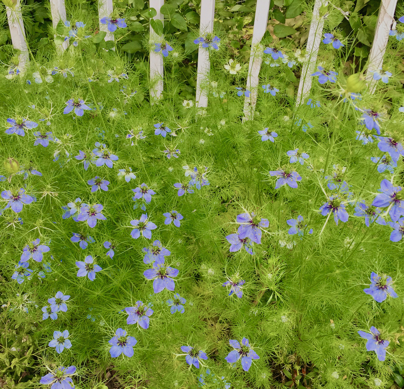 love in the mist, nigella.jpeg