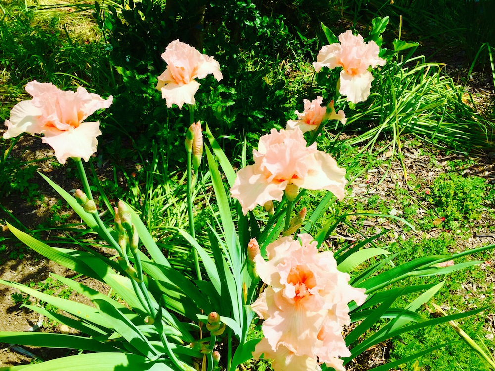 ruffled bearded iris-peach.jpeg