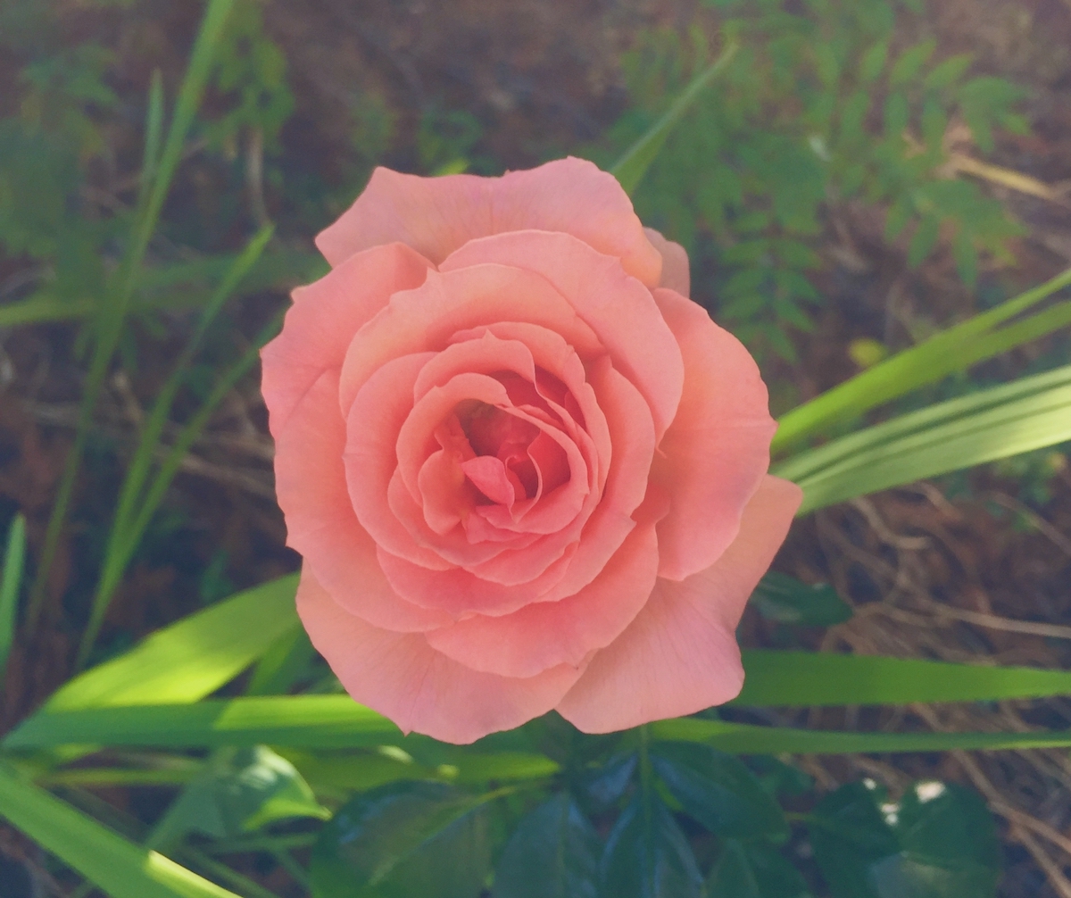 arizona rose.jpeg