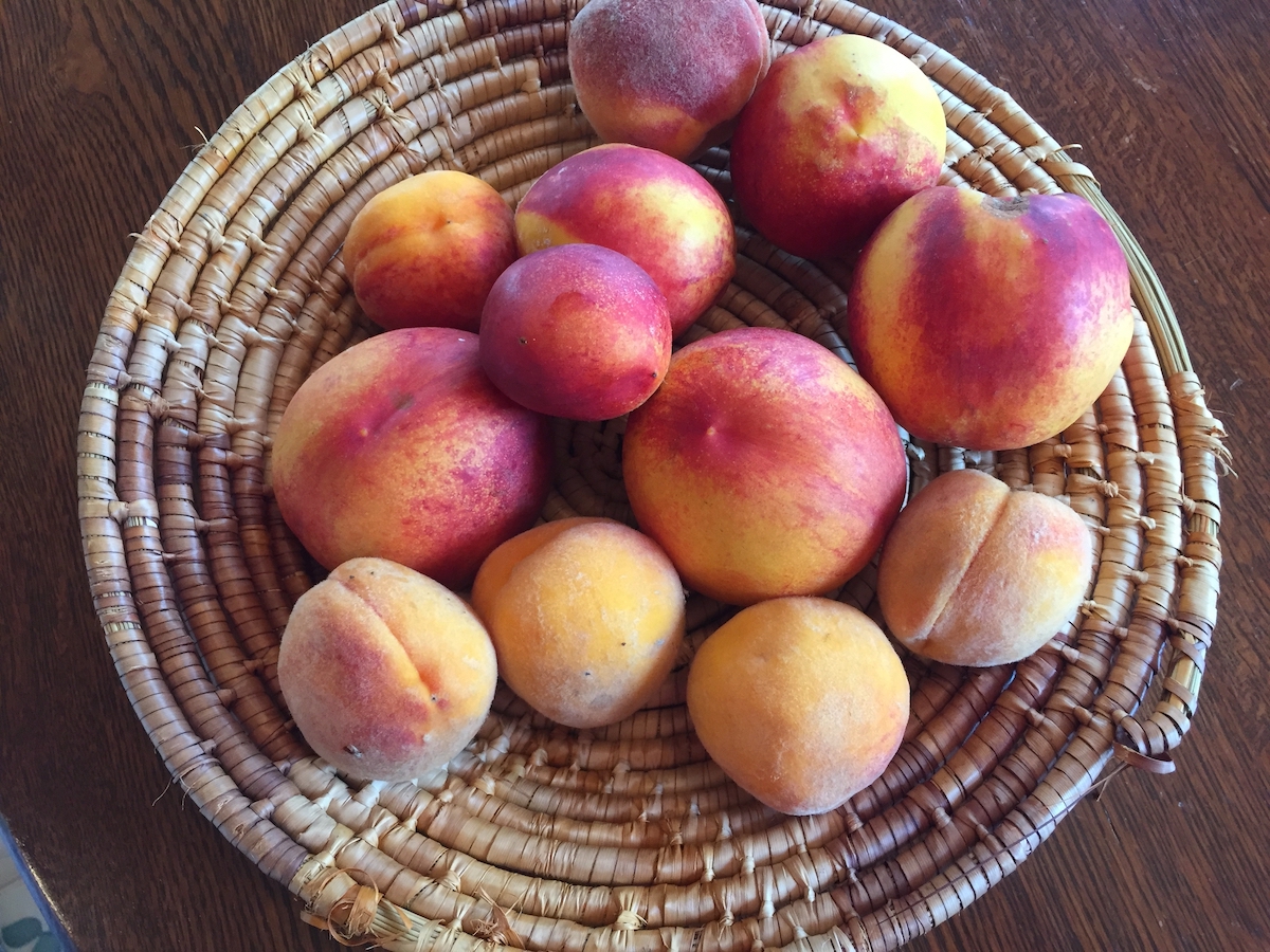 peaches and nectarines.jpeg