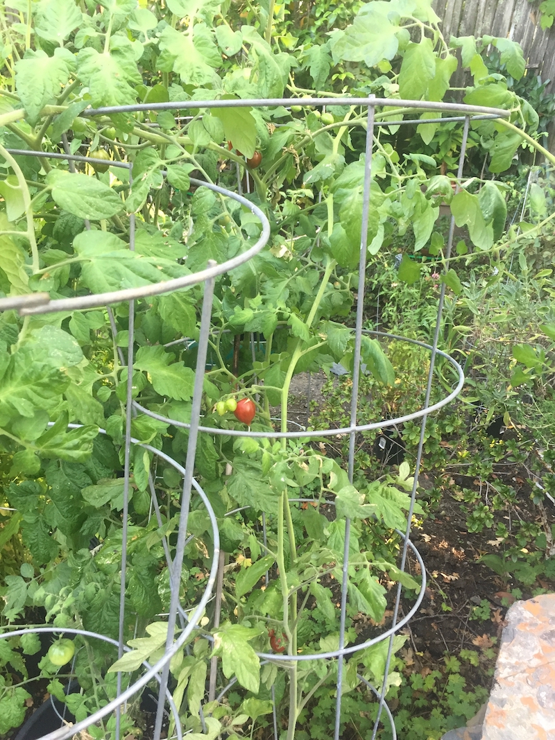 Tomato plants from seeds.jpeg