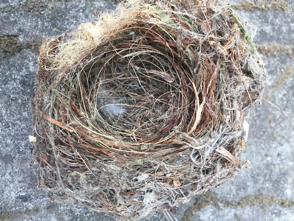 birds nest.jpeg