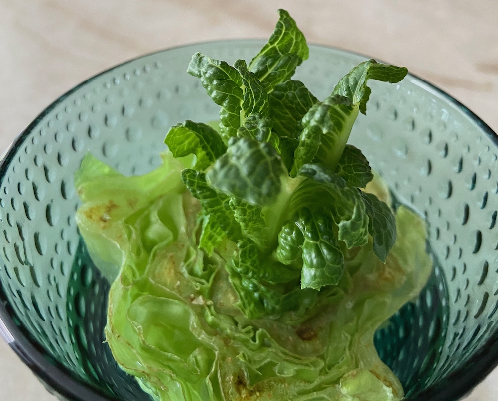 lettuce sprouting in bowl.jpeg